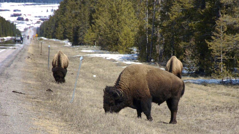 Bisons finden sich in den US-Nationalparks auch nahe der Highways.