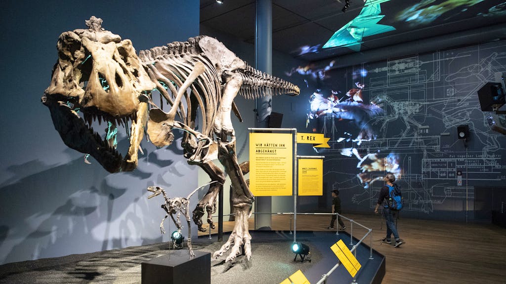 Ein nachgebautes Skelett eines Tyrannosaurus rex steht in der Ausstellung «T.rex – kennen wir uns?» im Naturhistorischen Museum in Bern. Lebensechte Nachbildungen von Dinosauriern sind hier zu bestaunen.