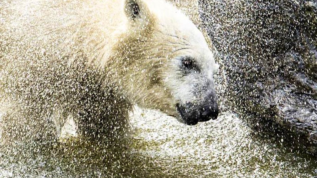 Das Gröbste geschafft: Eisbären-Mädchen Hertha spielt in seinem Gehege im Berliner Tierpark im Wasser. Die Jungbärin ist mittlerweile neun Monate alt und wiegt gut 85 Kilogramm. Damit hat Hertha nun angeblich die kritischste Phase schon hinter sich gebracht.