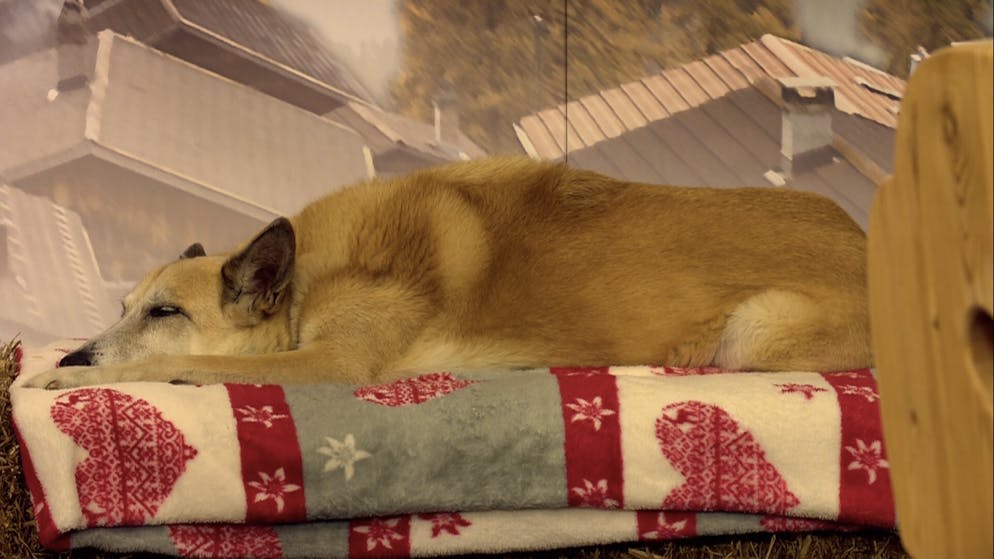 «Top Jass»: Die Bilder. Jass-Hund Filou zieht es vor, während der Sendung zu pennen.