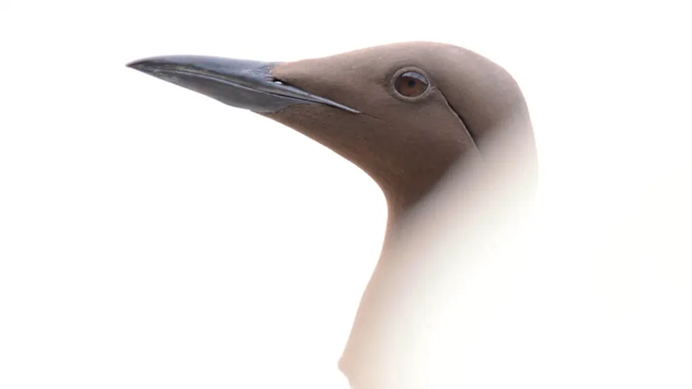 Buntspecht im Nebel ist bestes Vogelfoto. Der Berner Marius Mosimann gewann die Kategorie «Jugend» mit seinem Foto einer Trottellumme.