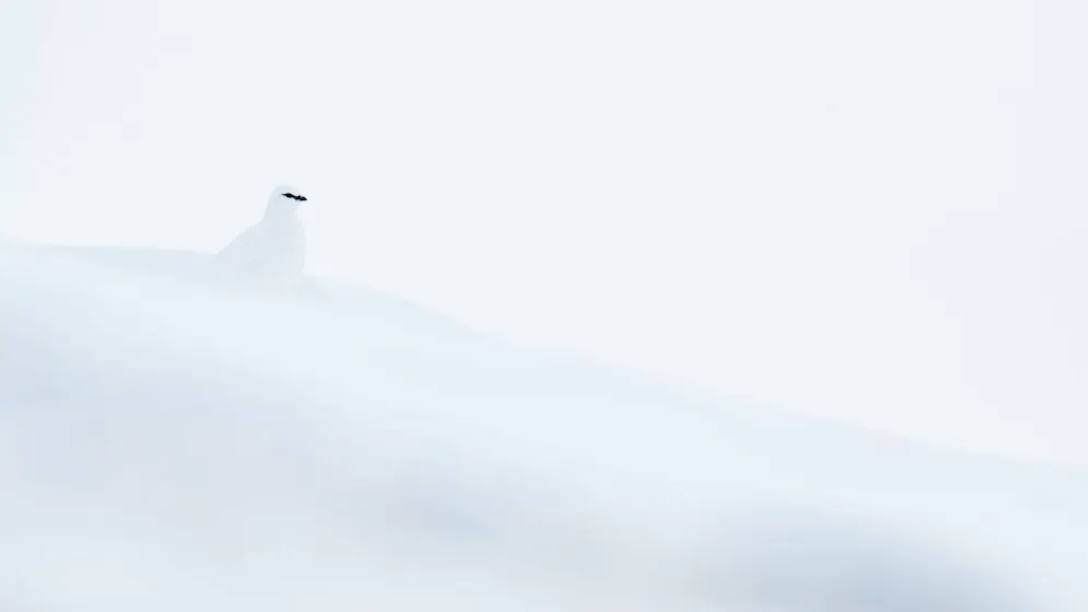 Buntspecht im Nebel ist bestes Vogelfoto. Mit seinem fast unsichtbaren Schneehuhn entschied ETH-Student Flurin Leugger die Kategorie «Emotion» für sich.