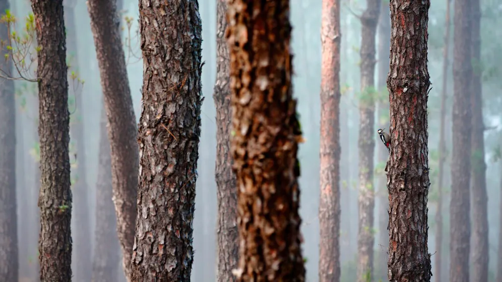 Buntspecht im Nebel ist bestes Vogelfoto. Jonathan Lhoir aus Frankreich ging mit seiner Aufnahme eines Buntspechts im nebligen Föhrenwald als Gesamtsieger des Fotowettbewerbs der Vogelwarte Sempach hervor.