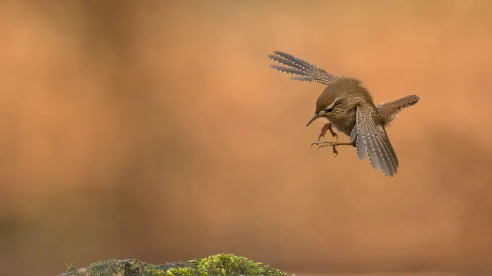Buntspecht im Nebel ist bestes Vogelfoto. Roelof Molenaar aus den Niederlanden gewann die Kategorie «Aktion» mit seinem Foto eines Zaunkönigs im Anflug auf einen Stein im Wasser.
