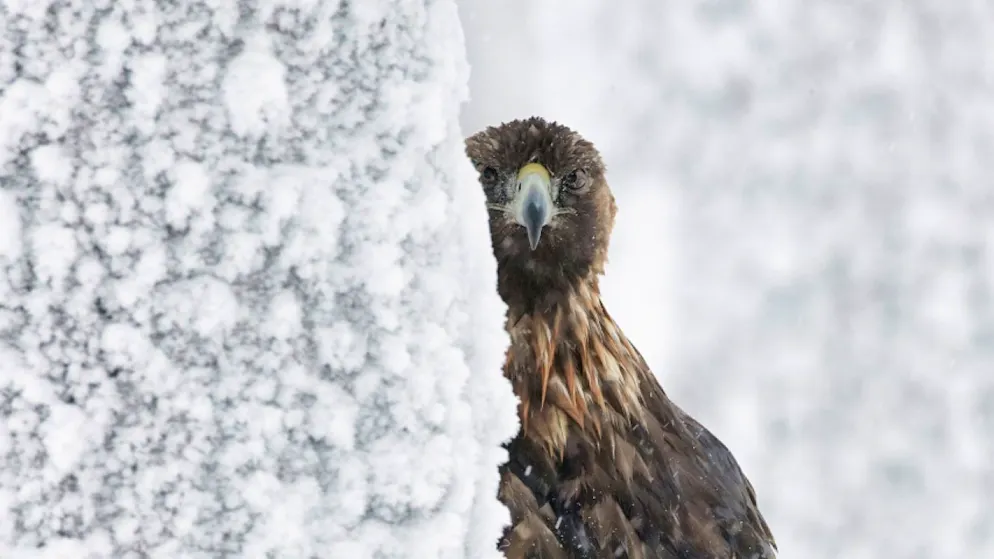 Buntspecht im Nebel ist bestes Vogelfoto. Die Aufnahme eines Steinadlers des Fotografen und Autors Markus Varesvuo aus Helsinki gewann in der Kategorie «Allgemein».
