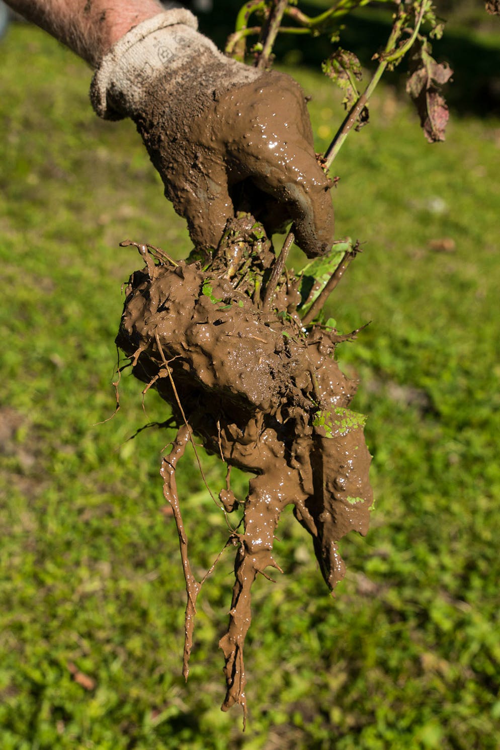 Die Wurzeln lassen sich nach dem Bespritzen mit heissem Wasser einfach aus dem Boden lösen.