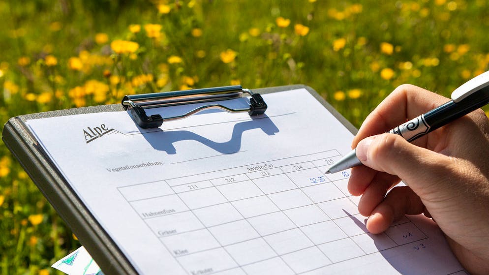 Für jede Test-Parzelle wird der Anteil an Hahnenfuss abgeschätzt und notiert.