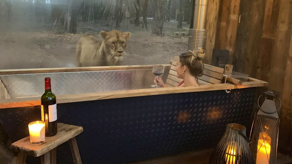 Natura selvaggia. Un bagno faccia a faccia con i leoni