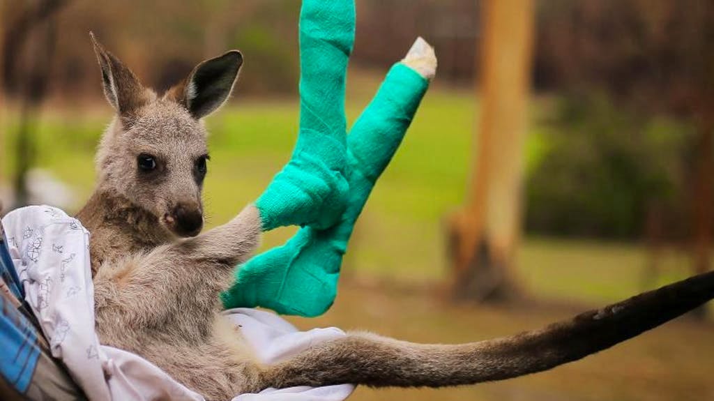 Un piccolo paziente: Qantas, un canguro gigante orfano che ha riportato ustioni alle zampe a causa degli incendi boschivi in Australia, viene preso in cura dall’organizzazione di protezione degli animali Wires.