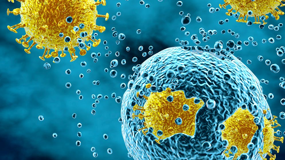 Wissenswertes über Viren. Jetzt ist es dem Virus möglich, sein Erbgut in die spezifische Körperzelle einzuschleusen (Injektionsphase). Nun beginnt sich das Virus, vereinfacht ausgedrückt, in der Wirtszelle zu vermehren.