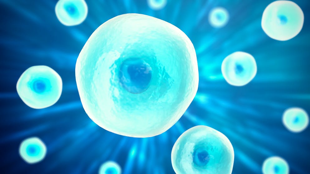 Wissenswertes über Viren. Unsere Zellen verfügen über einen Zellkern und eine Hülle aus Proteinen, auch Rezeptoren genannt. Das Aussehen der Rezeptoren ist davon abhängig, um welchen Zelltypen es sich handelt.