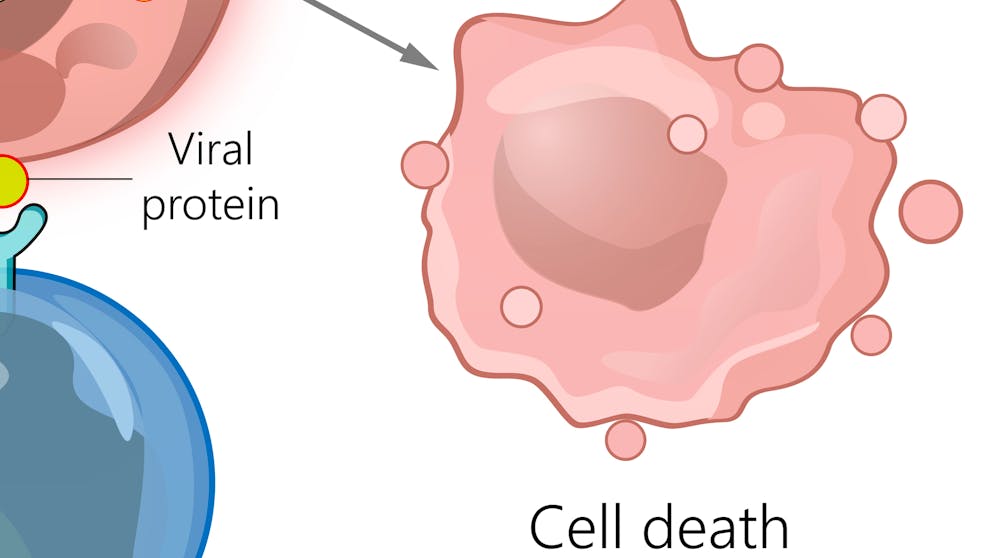 Wissenswertes über Viren. Werden zu viele Viren produziert (Latenzphase), platzt die Wirtszelle und die freigesetzten Viren (Lytische Phase) suchen sich neue, passende Wirtszellen.