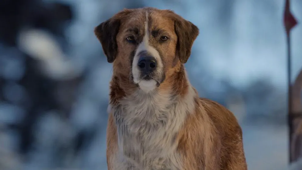 Das sind die Kino-Highlights im Februar. Buck entstand teilweise am Computer, für andere Szenen wurde ein echter Hund verwendet.