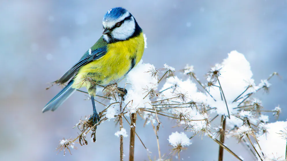 Auf dieses Futter fliegen Vögel im Winter