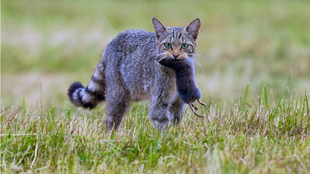 Animal De L Annee Le Chat Sauvage