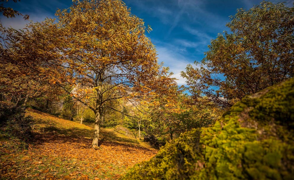 Der Murger Kastanienweg führt durch den grössten Kastanienwald nördlich der Alpen.