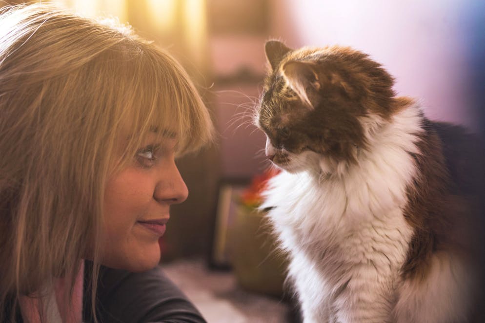 Les chats sont plus susceptibles de «répondre» en clignant des yeux lorsque leur maître ont effectué ce même mouvement oculaire