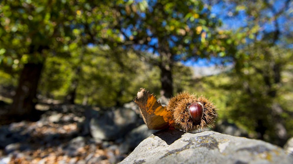Im Kastanienwald in Fully dürfen Besucher im Oktober Marroni für den Eigenverzehr sammeln.