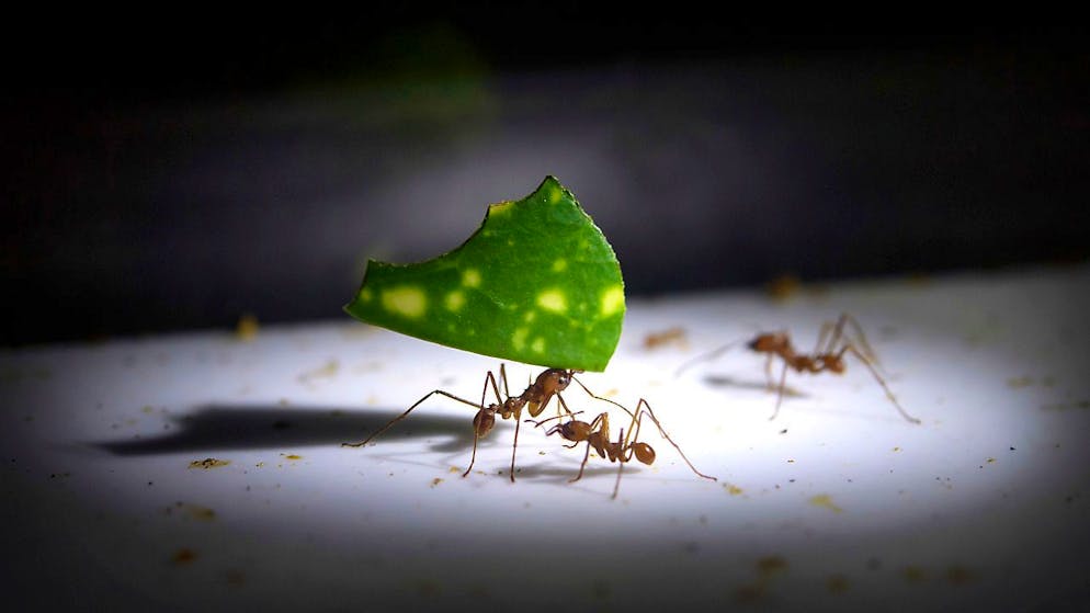 Les fourmis figurent parmi les pires espèces invasives. La variété de leurs modes de vie, de leurs habitats et la complexité de leur structure sociale leur ont permis de coloniser tous les continents, à l’exception de l’Antarctique (archives).