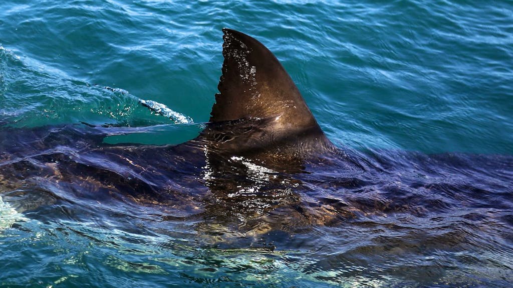 Australien. Warum sterben plötzlich mehr Menschen durch Haiattacken?