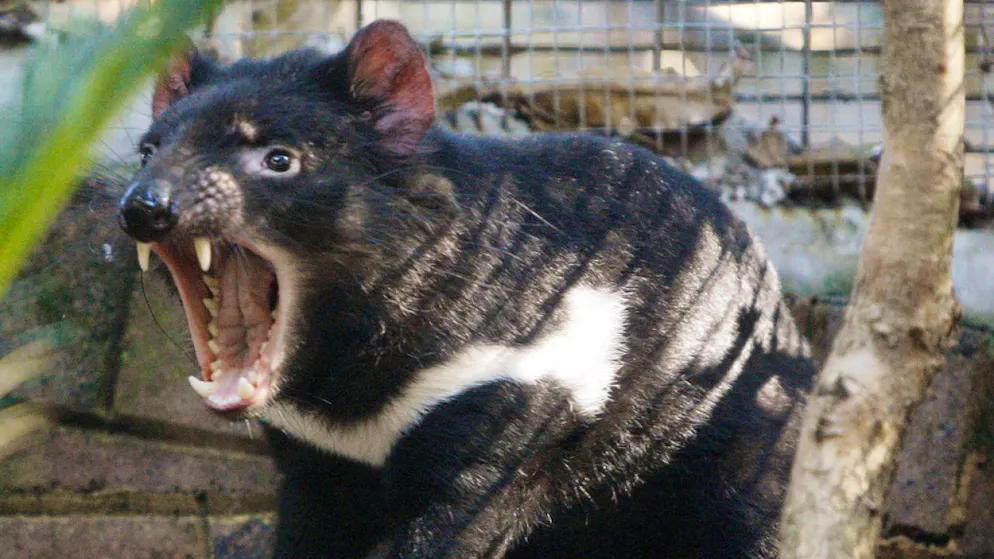 Biodiversit t Der Tasmanische Teufel Ist Wieder Da biodiversit-t-der-tasmanische-teufel-ist-wieder-da