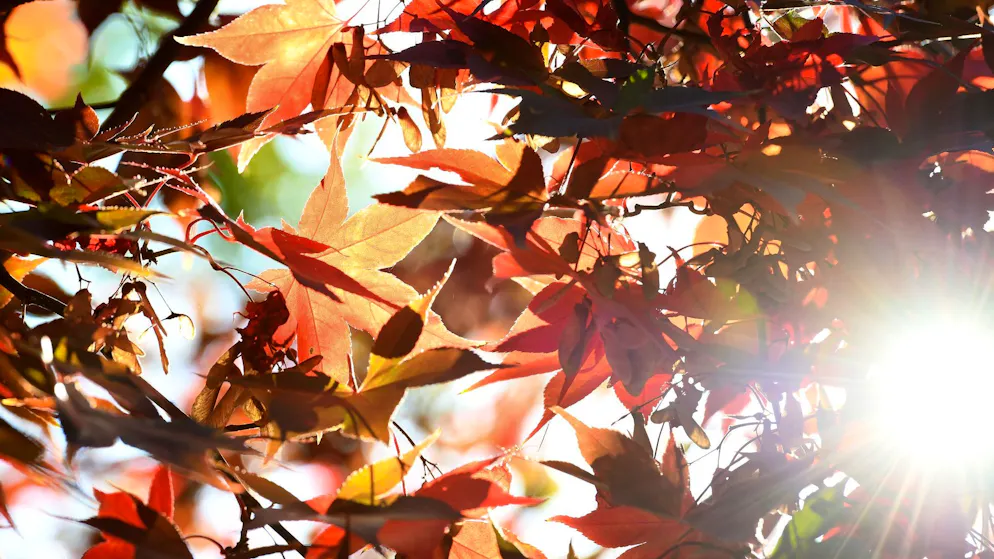 Temperaturen bis 28 Grad. Pünktlich zum Herbststart meldet sich der Sommer zurück