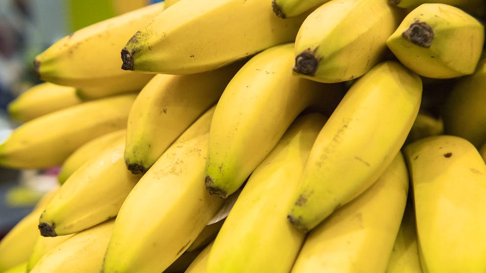 Rettung vor dem Aus?. Erste gentechnisch veränderte Banane zum Verzehr zugelassen