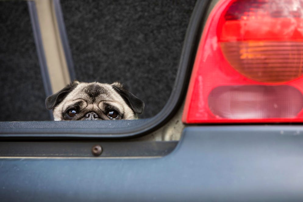 Ein Mann liess seine beiden Hunde sieben Stunde alleine im Auto.