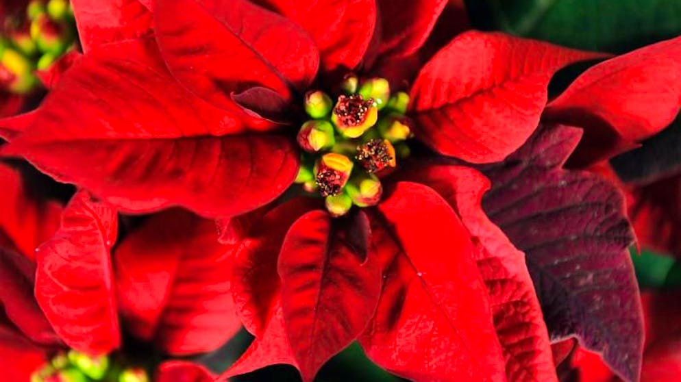 Weihnachtssterne sind beliebte Deko-Artikel zur Winterzeit. Damit sie lange blühen, gibt es ein paar einfache Tricks.