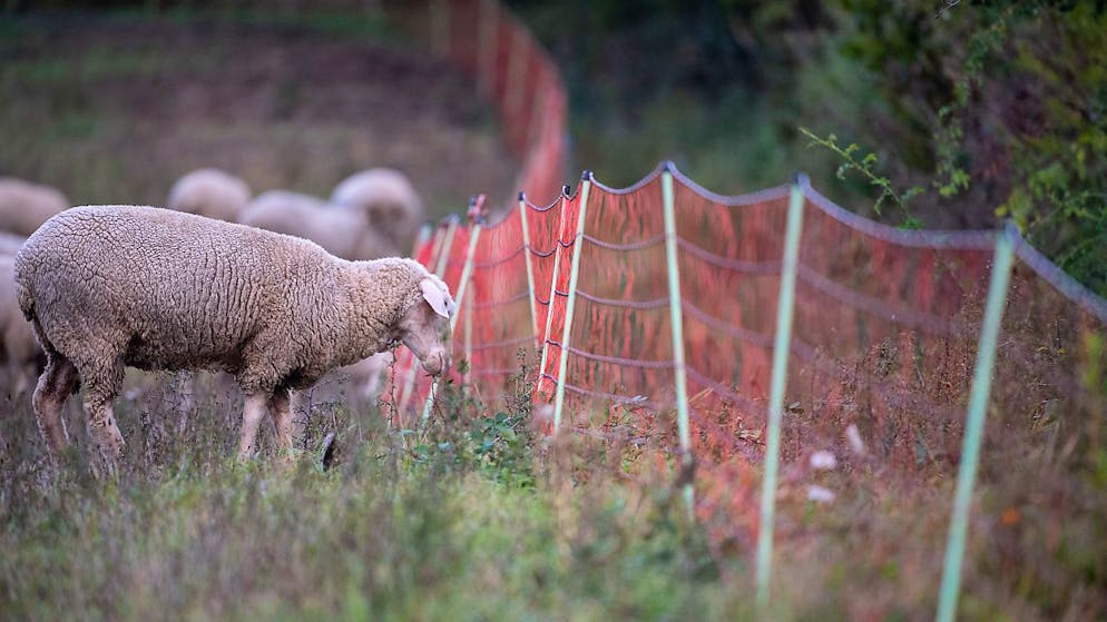 Auf einer Weide in Niederweningen wurden fünf Schafe gerissen. (Symbolbild)