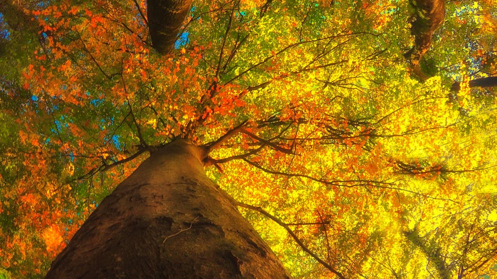 Herbstbaum mit bunten Blättern von unten, Schweiz