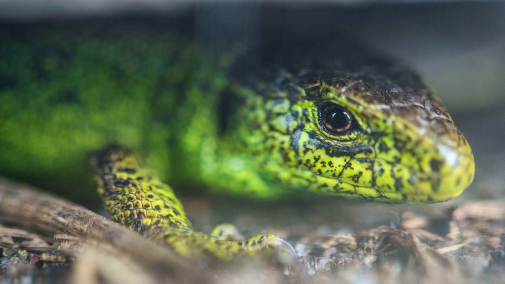 Vor den Dinosauriern. Australischer Sensationsfund stellt Reptilien-Stammbaum auf den Kopf