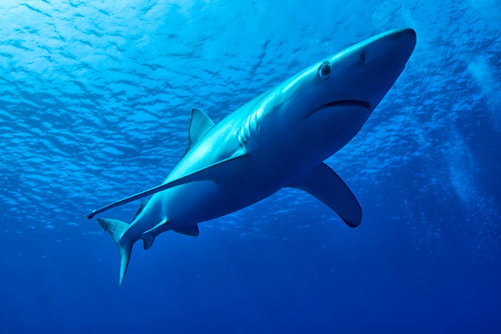 La population de requins a été décimée au cours des dernières décennies en raison de la commercialisation des ailerons et de la pêche industrielle.