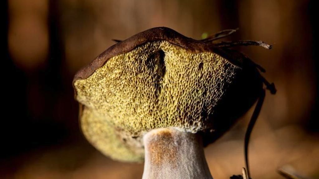 Tipps vom Experten. So erkennen Sie verdorbene Pilze beim Sammeln