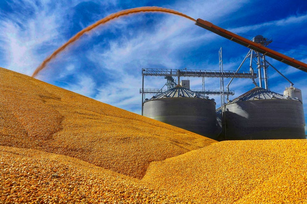 FILE - In this Wednesday, Sept. 23, 2015 file, photo, central Illinois farmers deposit harvested corn on the ground outside a full grain elevator in Virginia, Ill. Corn has been dethroned as the king of crops as farmers report they intend to plant more soybeans than corn for the first time in 35 years. The U.S. Department of Agriculture says in its annual prospective planting report released Thursday, March 29, 2018, that farmers intend to plant 89 million acres in soybeans and 88 million acres in corn. (AP Photo/Seth Perlman, File)