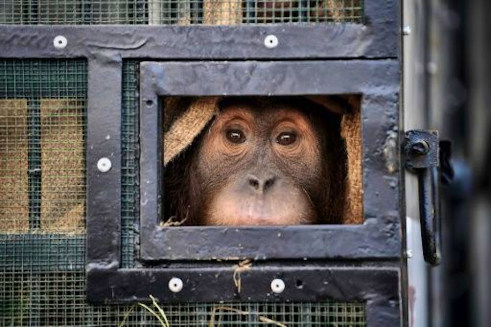 Un orang-outan de Sumatra se tient dans sa cage le 17 décembre 2020 à l'aéroport de Bangkok en attendant d'être rapatrié en Indonésie après avoir été capturé illégalement