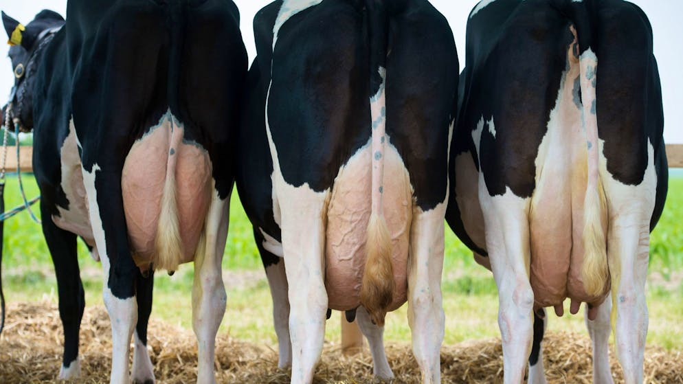 Danke eines Futterzusatzes könnten Kühe 30 Prozent weniger Methan ausstossen.