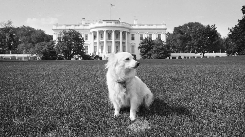 Pushinka, wurde John F. Kennedy vom damaligen Sowjetischen Premier Nikita Chruschtschow geschenkt (Aufnahme von 1963).