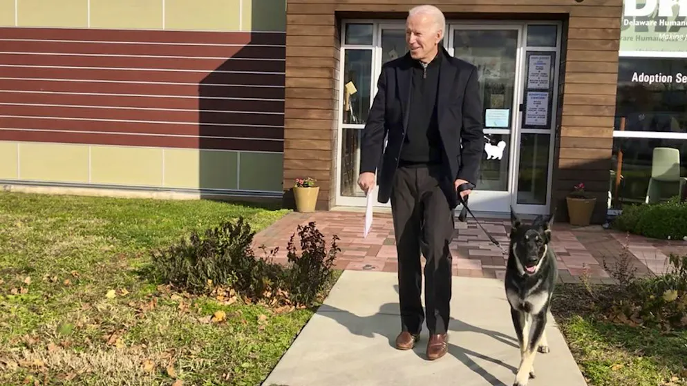 Auf dem Weg ins Weisse Haus: Joe Biden und sein Schäferhund Major, hier in Wilmington, Delaware.