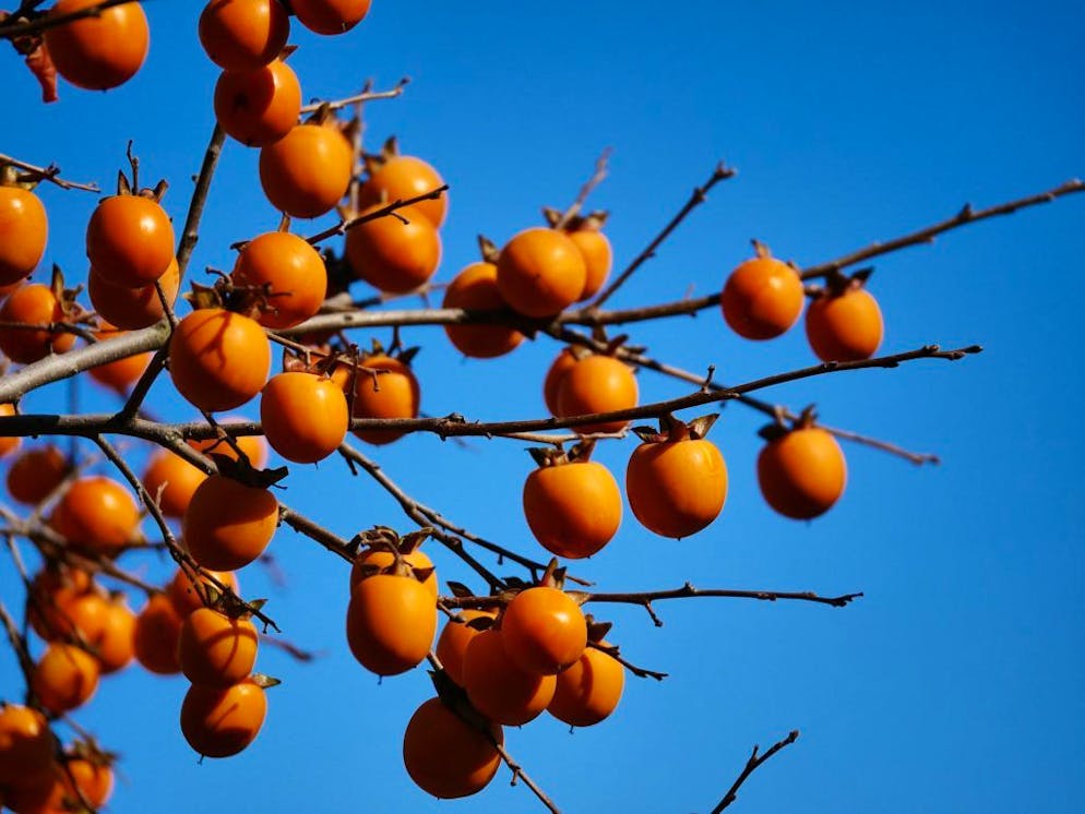 Le kaki est un fruit d’hiver, riche en antioxydants et vitamine C.