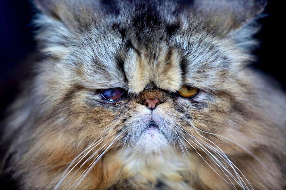 epa08093575 A Persian Extreme Punch cat with its owner during a pet show in Bhopal, India, 29 December 2019. Some 300 exhibitors from different states of India participated in the show organised by the Bhopal Canine Club. (KEYSTONE/EPA/SANJEEV GUPTA)