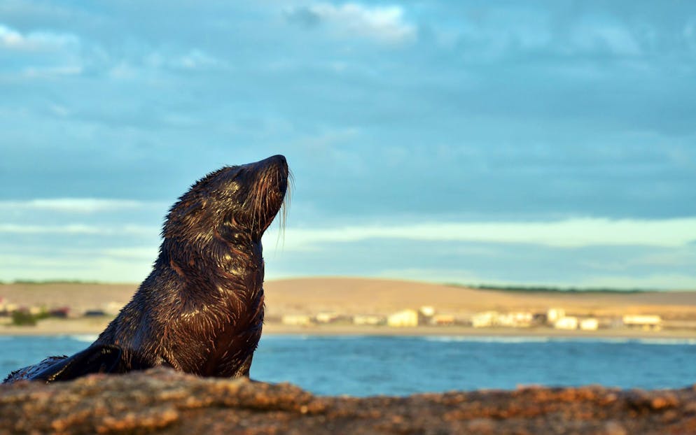 Sea lion on beaches of Cabo Polonio.