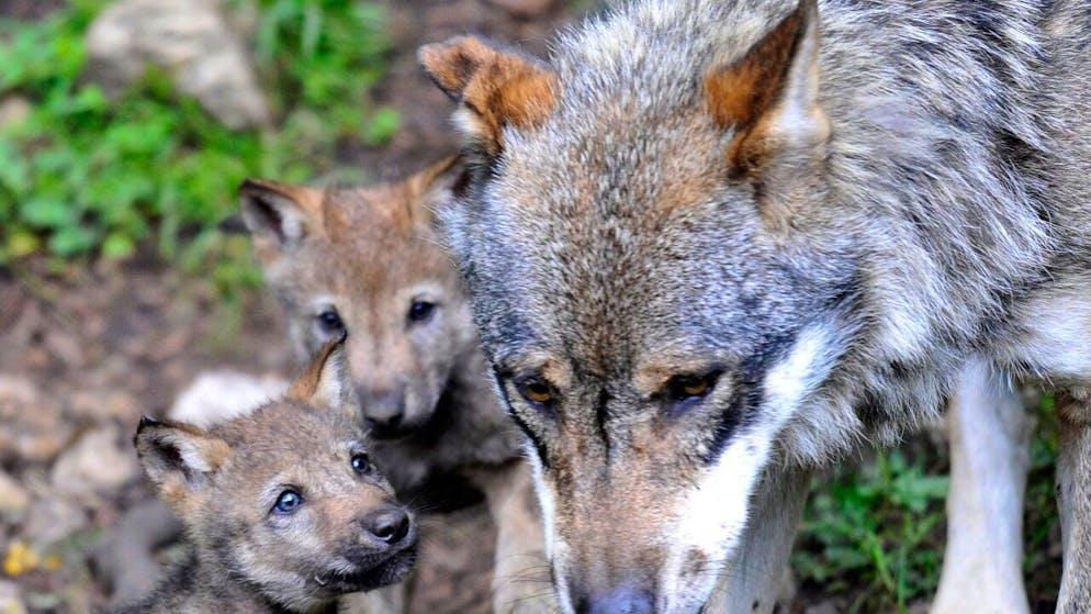 Wolfe Richten Im Wallis 114 000 Franken Schaden An Nutztieren An