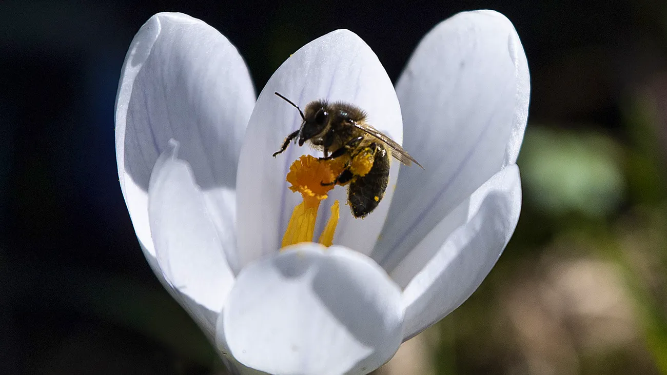 Bauernvertreter. Bienensterben bekämpfen, aber bitte dann doch nicht zu sehr