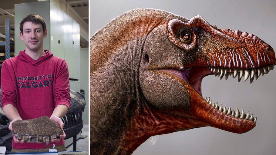 Neue Dino-Art entdeckt. Gestatten: Das ist der Urgrossvater des Tyrannosaurus Rex