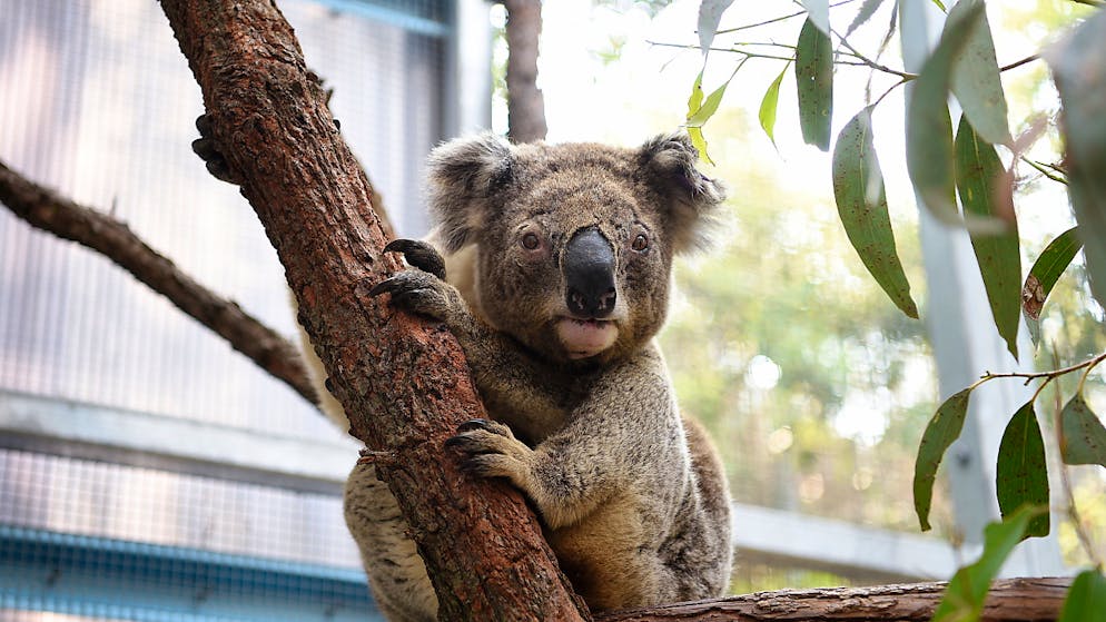 Koala a rischio