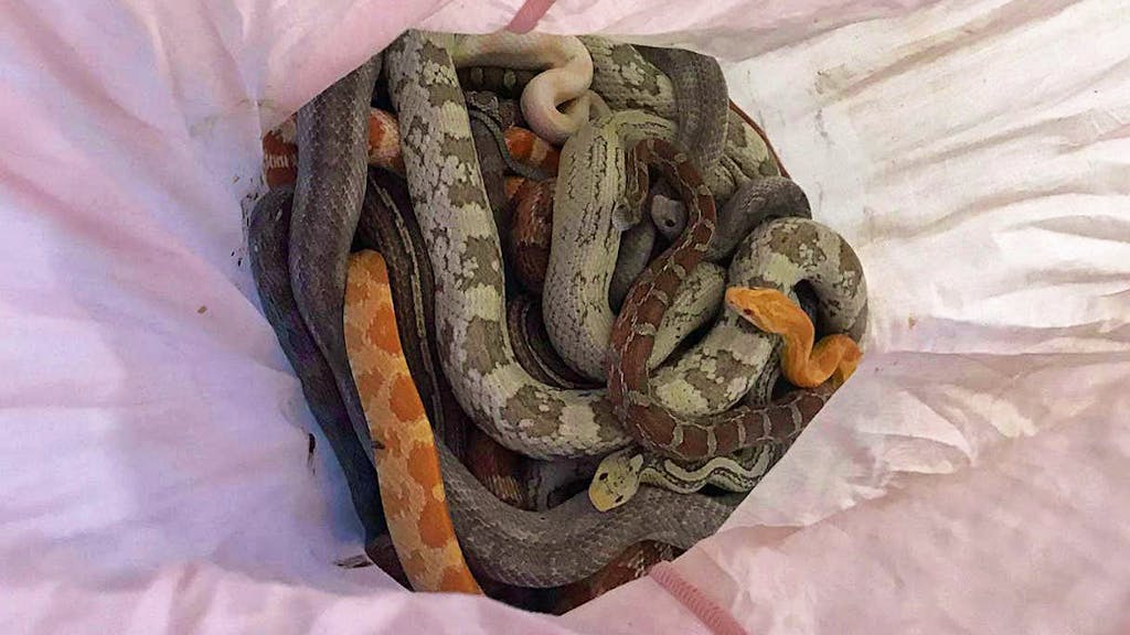 Bei einer Feuerwehrstation im englischen Sunderland wurde ein Kissenbezug entdeckt, in dem 15 Kornnattern und eine Python steckten. Bereits in der letzten Woche waren an gleicher Stelle 13 Pythons abgelegt worden. Die Schlangen befanden sich trotz des kalten und stürmischen Wetters in erstaunlich guter Verfassung. Nach dem skrupellosen Besitzer wird gefahndet.