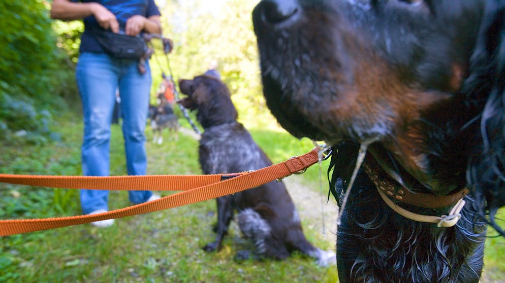 Hundehalter müssen in Genf weiterhin Steuern zahlen.