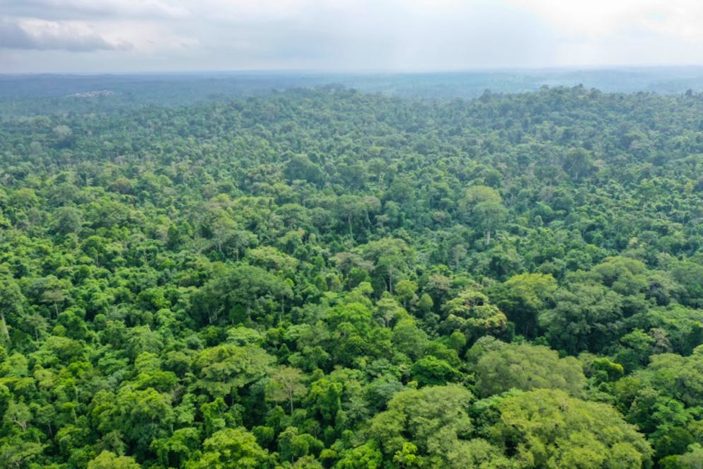 Vue aérienne de la forêt d'Oma en juin 2018 au Nigeria