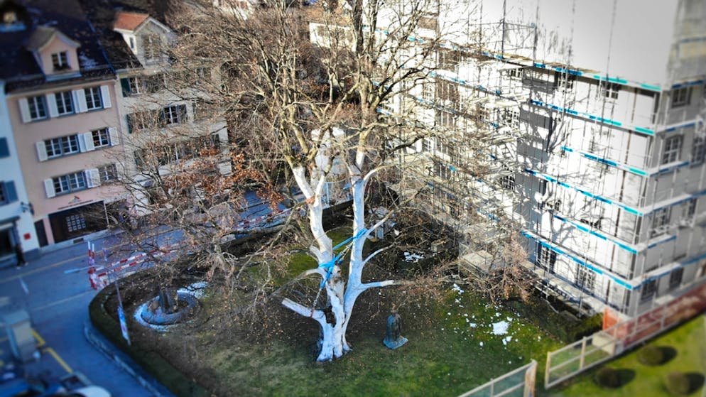 Gli esperti hanno costatato che il maestoso faggio rosso che da circa 100 anni orna il giardino della Residenza governativa è instabile. Per proteggere le persone e gli edifici è urgentemente necessario effettuare diversi tagli di alleggerimento.